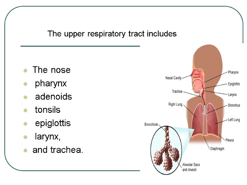 The nose   pharynx  adenoids  tonsils  epiglottis  larynx, and